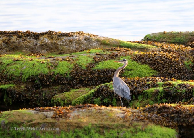 Mayne Island late August morning 14 by Terrill Welch 2015_08_25 112