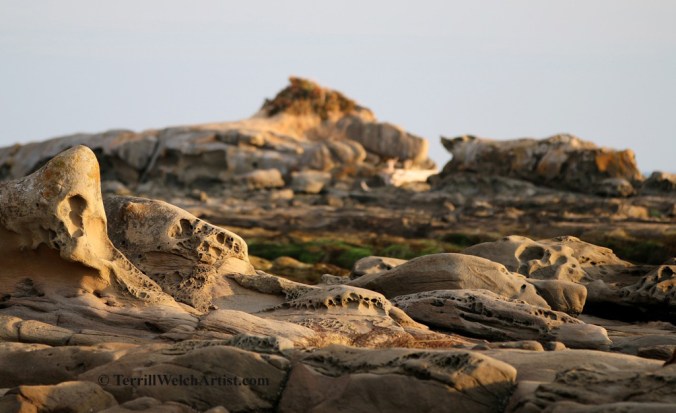 Mayne Island late August morning 15 by Terrill Welch 2015_08_25 133