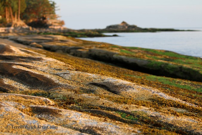 Mayne Island late August morning 7  by Terrill Welch 2015_08_25 060