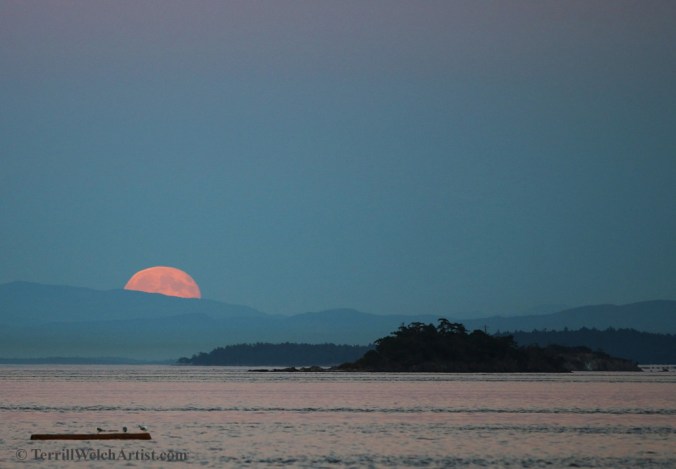 Seagulls on a log and Blue Moon rising by Terrill Welch 2015_07_31 065