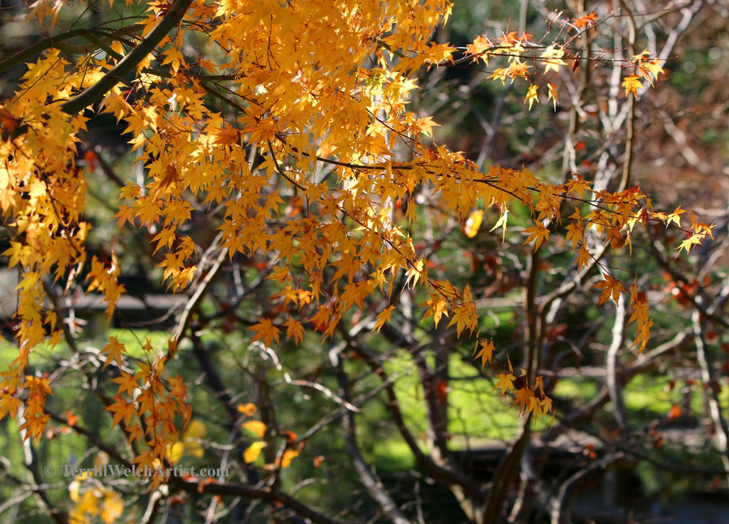 Last of the fall colour in the Japanese Garden on Mayne Island by Terrill Welch 2015_11_26 020