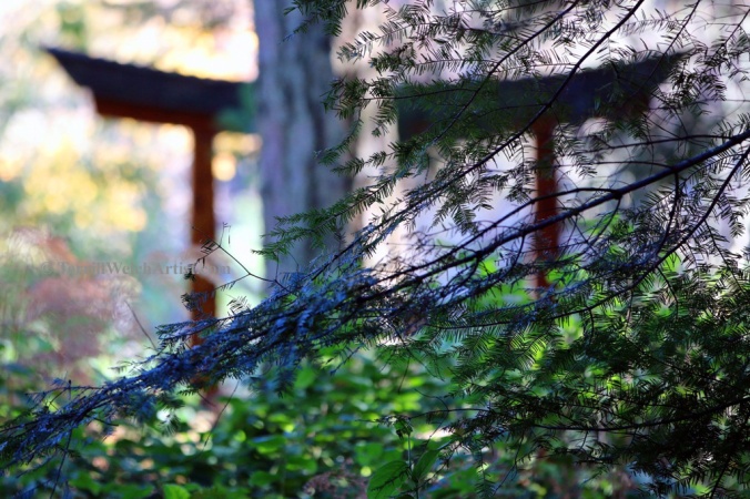 Through the trees in the Japanese Garden on Mayne Island by Terrill Welch 2015_11_26 036