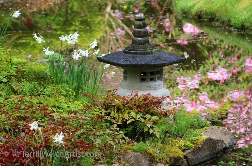 Cherry Blossom reflections Mayne Island Japanese Garden by Terrill Welch IMG_2256