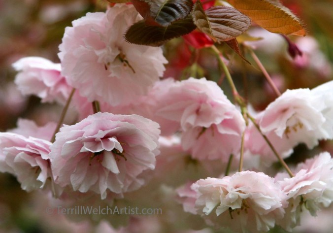 Cherry Blossoms by Terrill Welch IMG_2400
