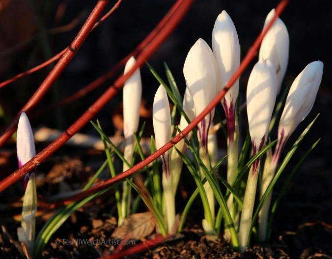 Crocuses morning sun by Terrill Welch IMG_3026