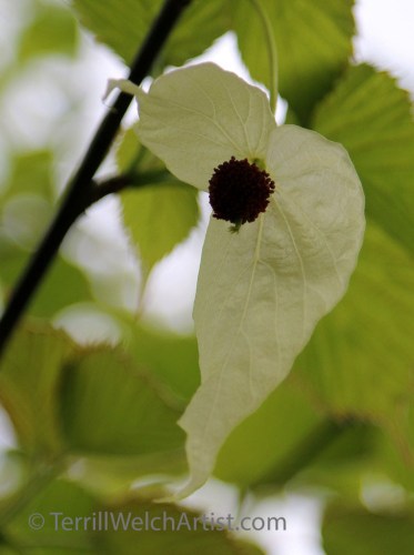 Dove Tree blossom from China by Terrill Welch IMG_2343