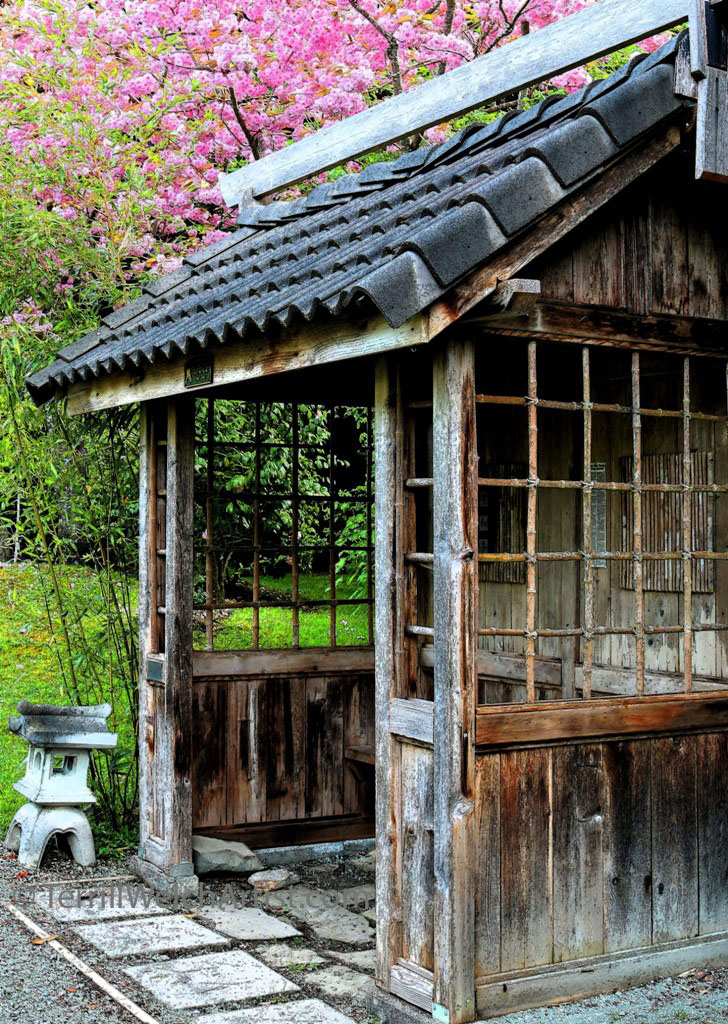 ink outline of Hut in Mayne Island Japanese Garden by Terrill Welch IMG_2232