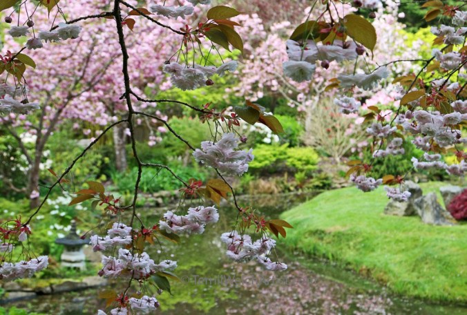 Japanese Garden Cherry Blossoms Mayne Island by Terrill Welch IMG_2247