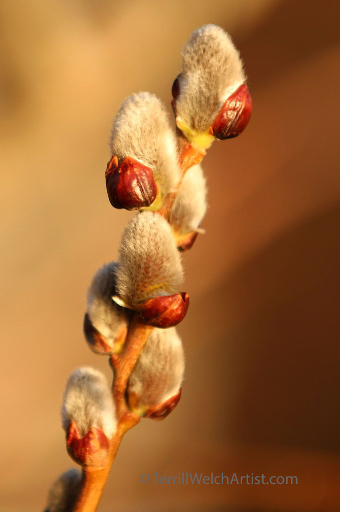 pussy willows in morning sun PEI by Terrill Welch IMG_3034
