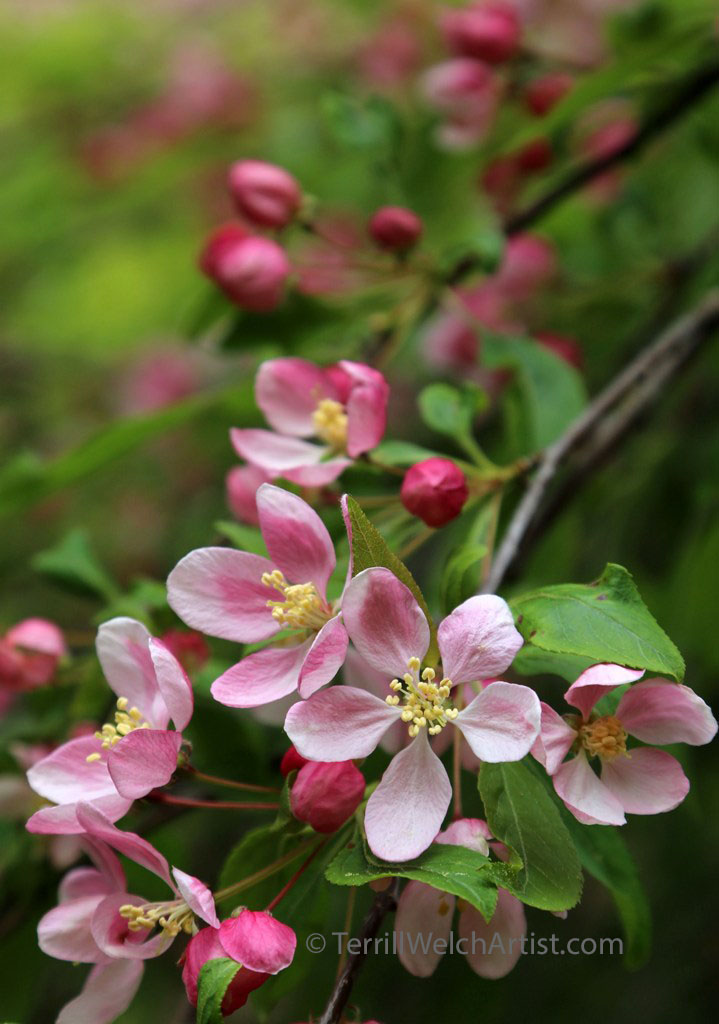 weeping crabapple blossoms by Terrill Welch IMG_2350