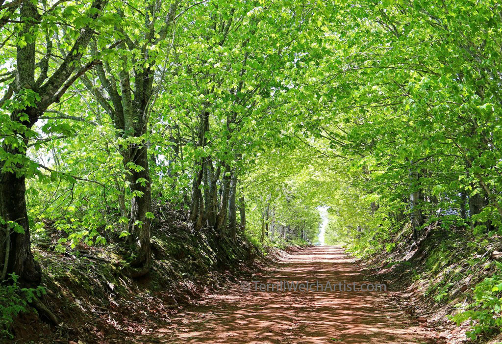 Fresh leaves gracing Currie Rd PEI by Terrill Welch IMG_5394