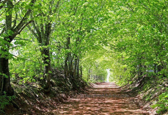Fresh leaves gracing Currie Rd PEI by Terrill Welch IMG_5394
