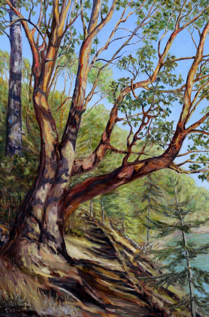storytelling-arbutus-tree-bennett-bay-mayne-island-bc-60-x-40-inch-oil-on-canvas-by-terrill-welch-img_0405