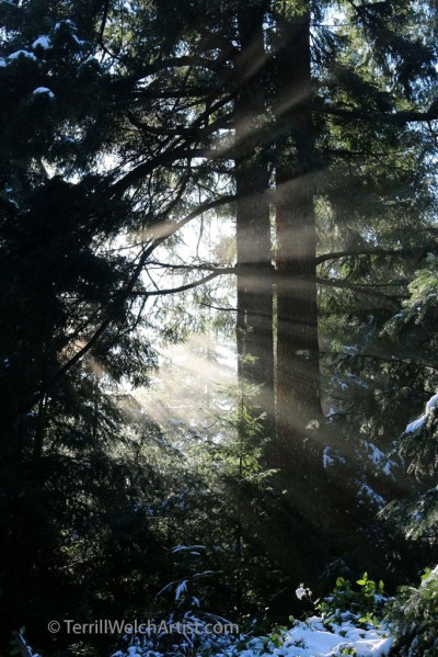 woods-after-the-snow-by-terrill-welch-img_1759